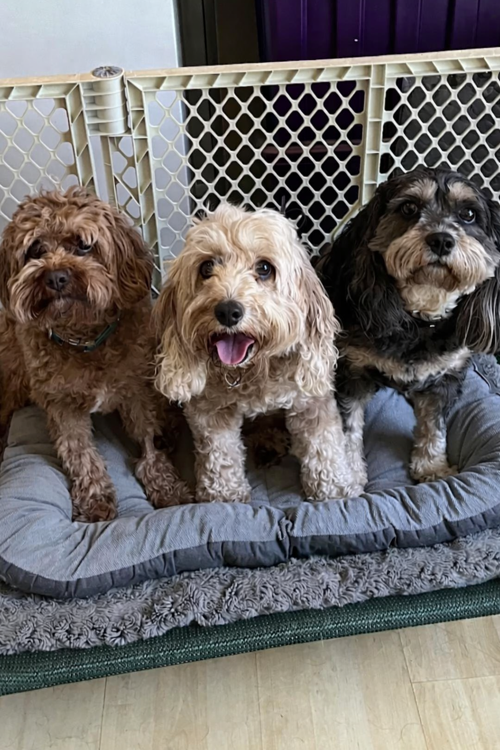 Dogs with Professional Dog Walker Boca Raton care